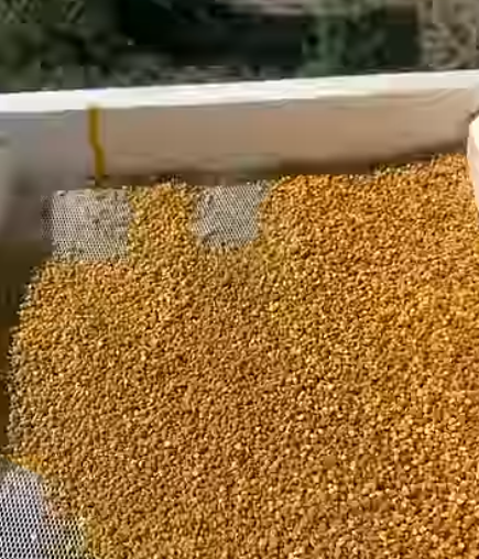 Собранная пыльца