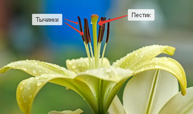 Почему я сдаю пчёл в аренду, а не продаю мёд - 2 Почему я сдаю пчёл в аренду, а не продаю мёд - 2