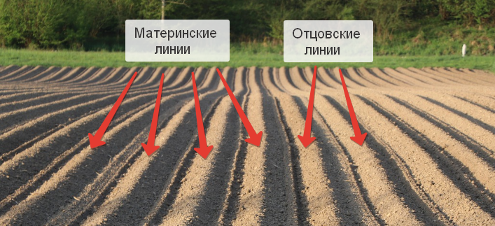 Например, 4 материнских линии и 2 отцовских. Потом снова 4 материнских и снова 2 отцовских — и так по всему полю