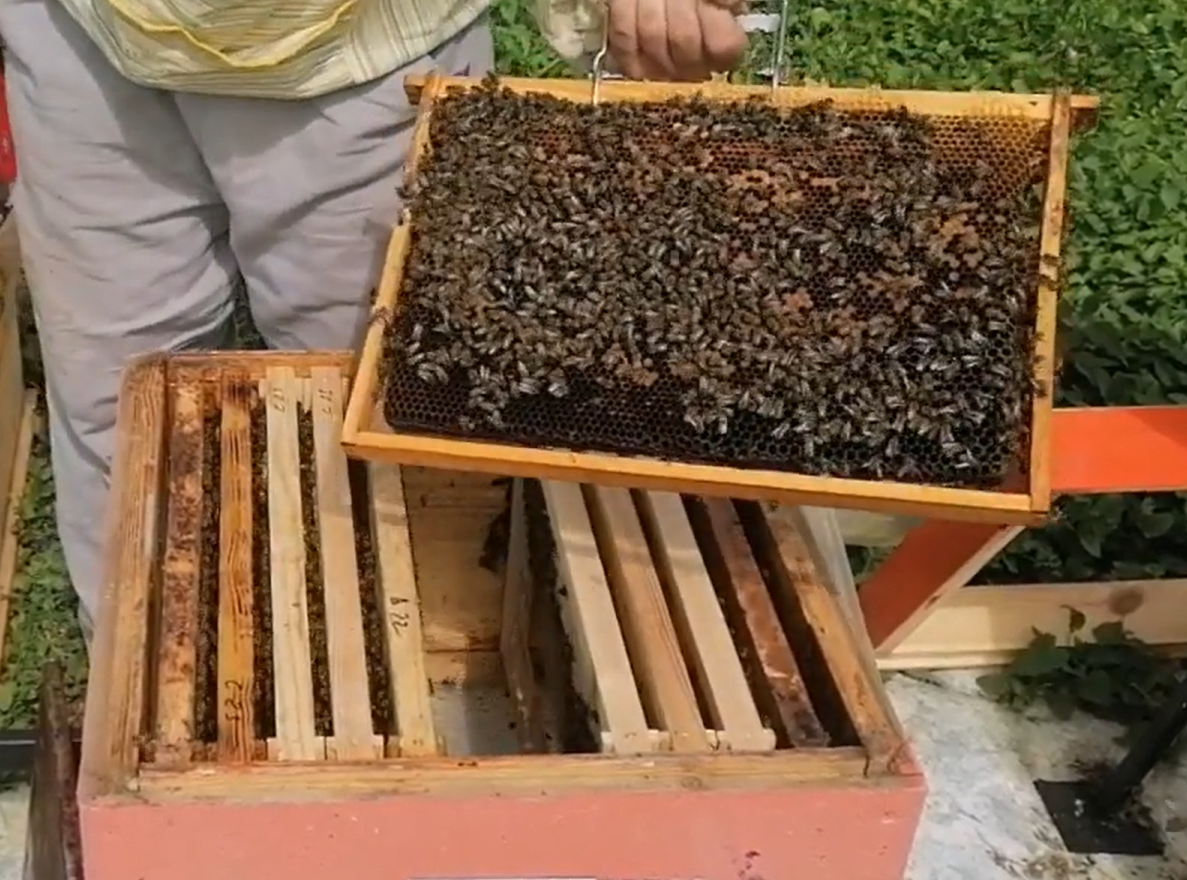 Обсиженные рамки — это те, на которых живут пчёлы.