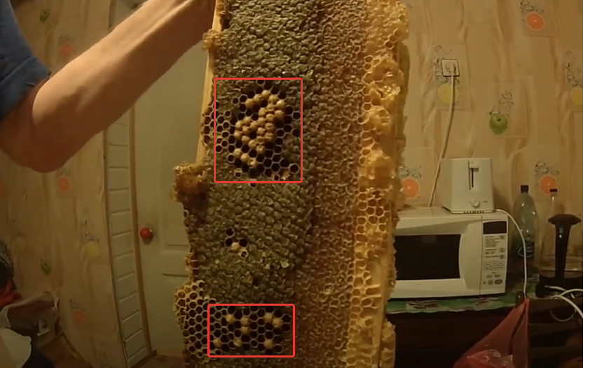 Красным выделил личинки, всё остальное — запечатанный мёд