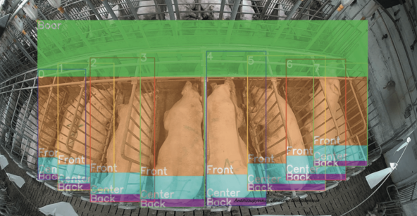 Как понять что свинюшка готова к любви? Определяем через ML