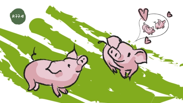 Как понять что свинюшка готова к любви? Определяем через ML - 4 Как понять что свинюшка готова к любви? Определяем через ML - 4