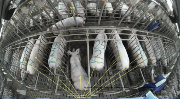 Как понять что свинюшка готова к любви? Определяем через ML - 5 Как понять что свинюшка готова к любви? Определяем через ML - 5