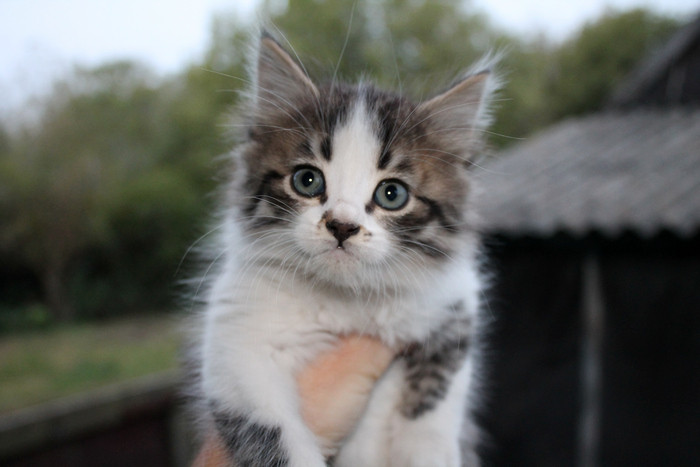 Кот полнофункциональный. Именно его я оставил себе. Назвал «Кара-Мурза»