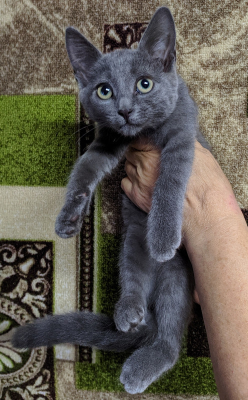 Как я родил, вырастил и пристроил 42 кота - 11 Как я родил, вырастил и пристроил 42 кота - 11