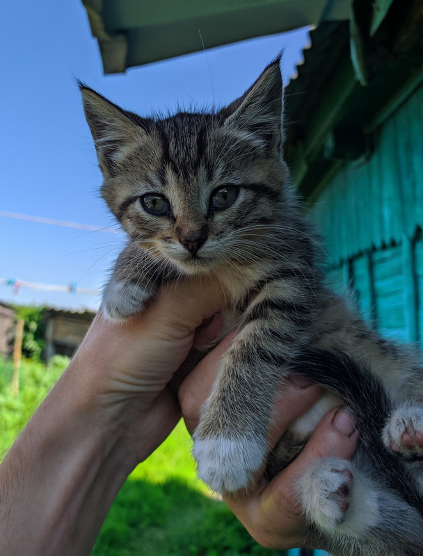 Как я родил, вырастил и пристроил 42 кота - 12 Как я родил, вырастил и пристроил 42 кота - 12