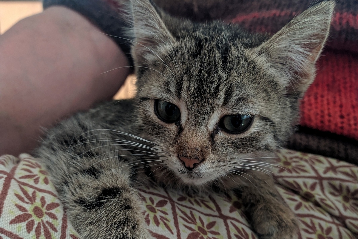 Тушкан Лиза