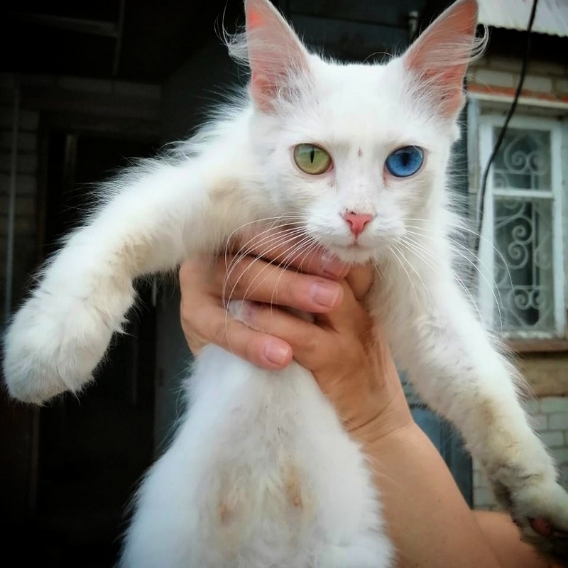 Глухая кошка