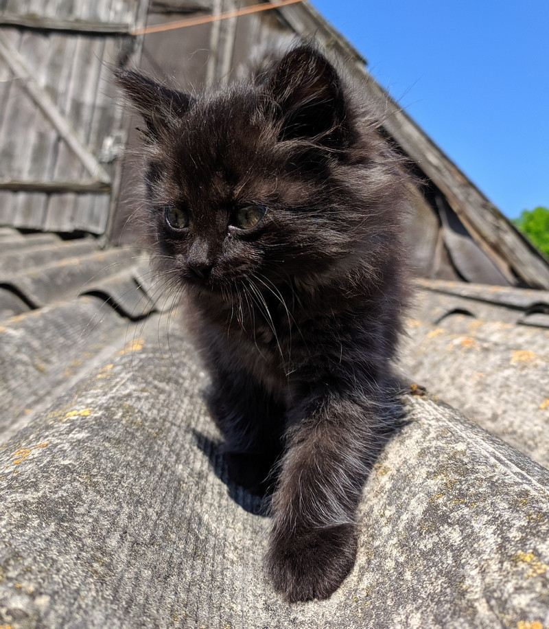 Как я родил, вырастил и пристроил 42 кота - 17 Как я родил, вырастил и пристроил 42 кота - 17