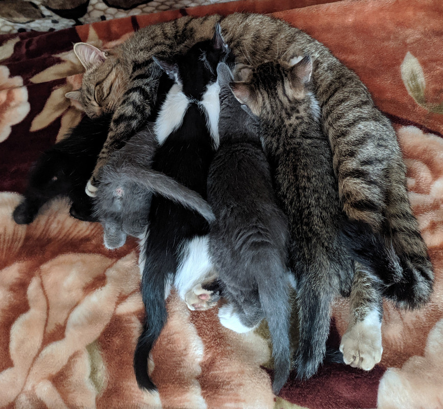 Как я родил, вырастил и пристроил 42 кота - 18 Как я родил, вырастил и пристроил 42 кота - 18