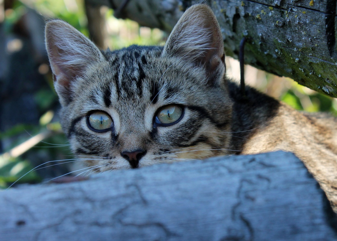 Как я родил, вырастил и пристроил 42 кота - 2 Как я родил, вырастил и пристроил 42 кота - 2