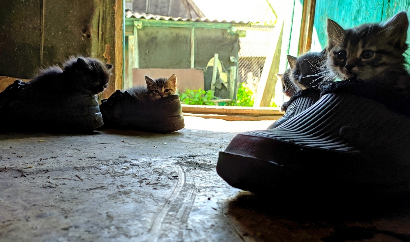 Как я родил, вырастил и пристроил 42 кота - 20 Как я родил, вырастил и пристроил 42 кота - 20