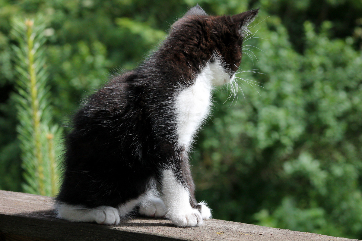 Мурин первенец