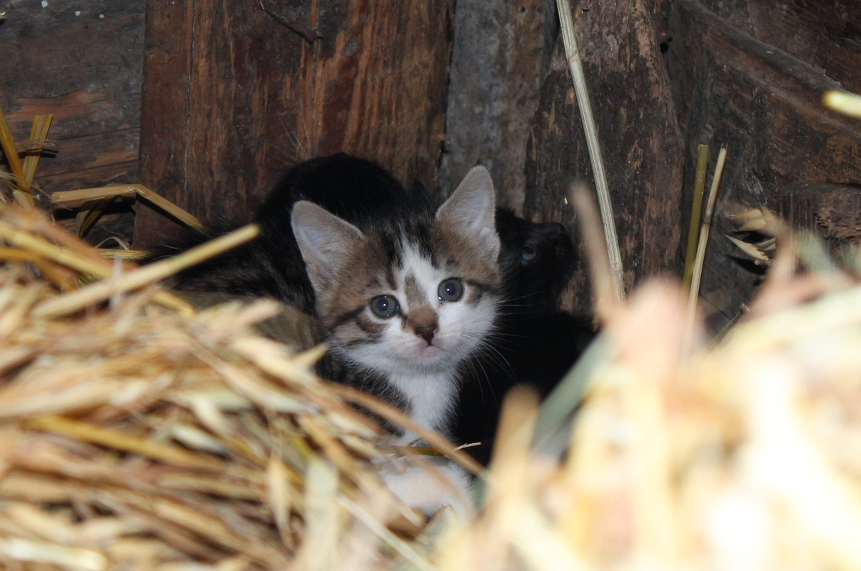Как я родил, вырастил и пристроил 42 кота - 4 Как я родил, вырастил и пристроил 42 кота - 4