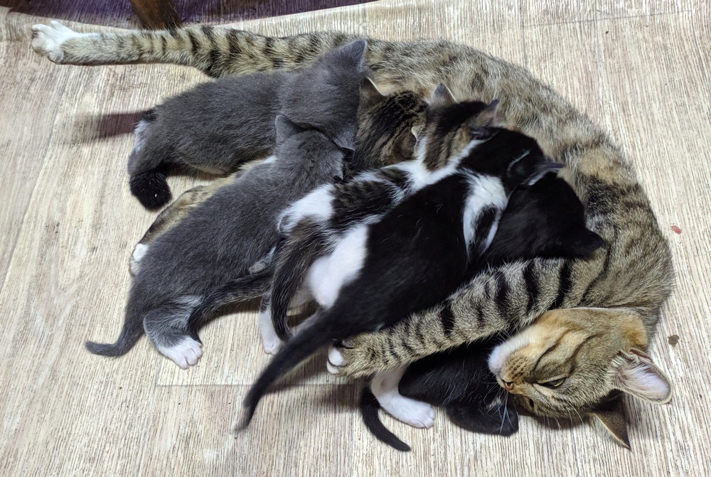 Как я родил, вырастил и пристроил 42 кота - 5 Как я родил, вырастил и пристроил 42 кота - 5