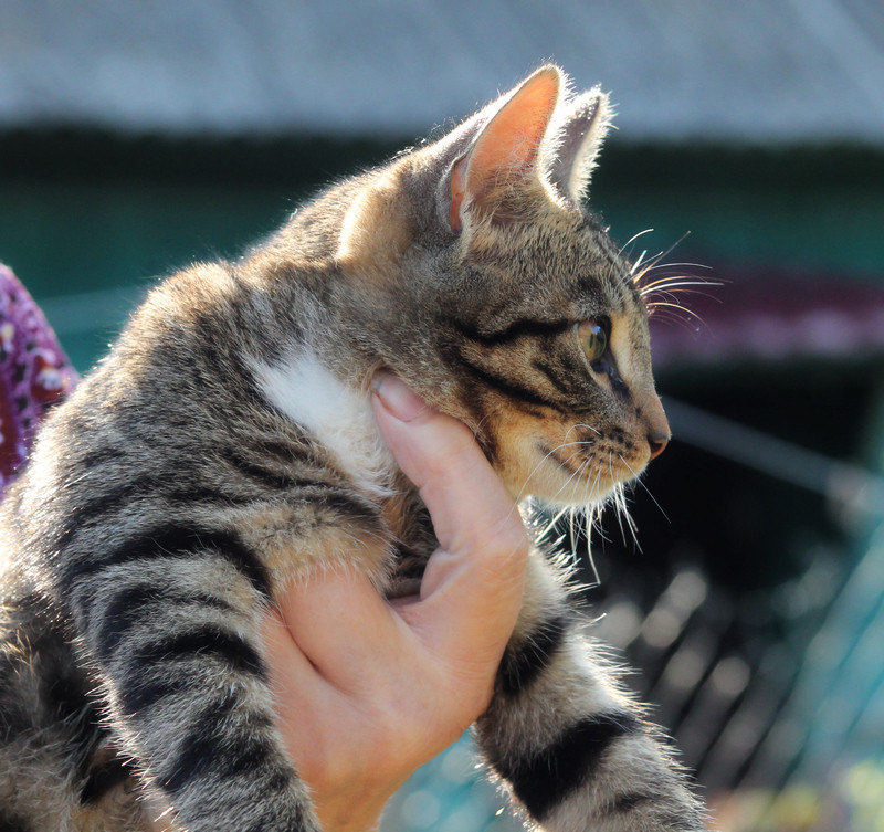 Как я родил, вырастил и пристроил 42 кота - 6 Как я родил, вырастил и пристроил 42 кота - 6