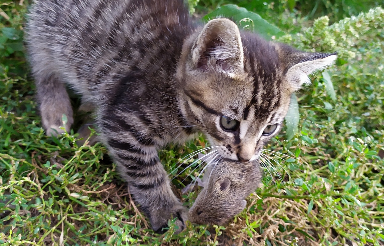 Как я родил, вырастил и пристроил 42 кота - 7 Как я родил, вырастил и пристроил 42 кота - 7