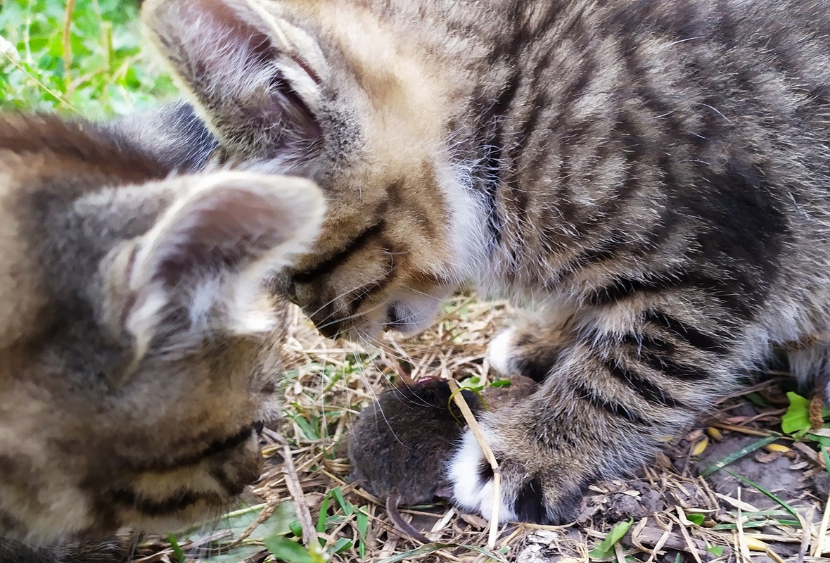 Как я родил, вырастил и пристроил 42 кота - 8 Как я родил, вырастил и пристроил 42 кота - 8
