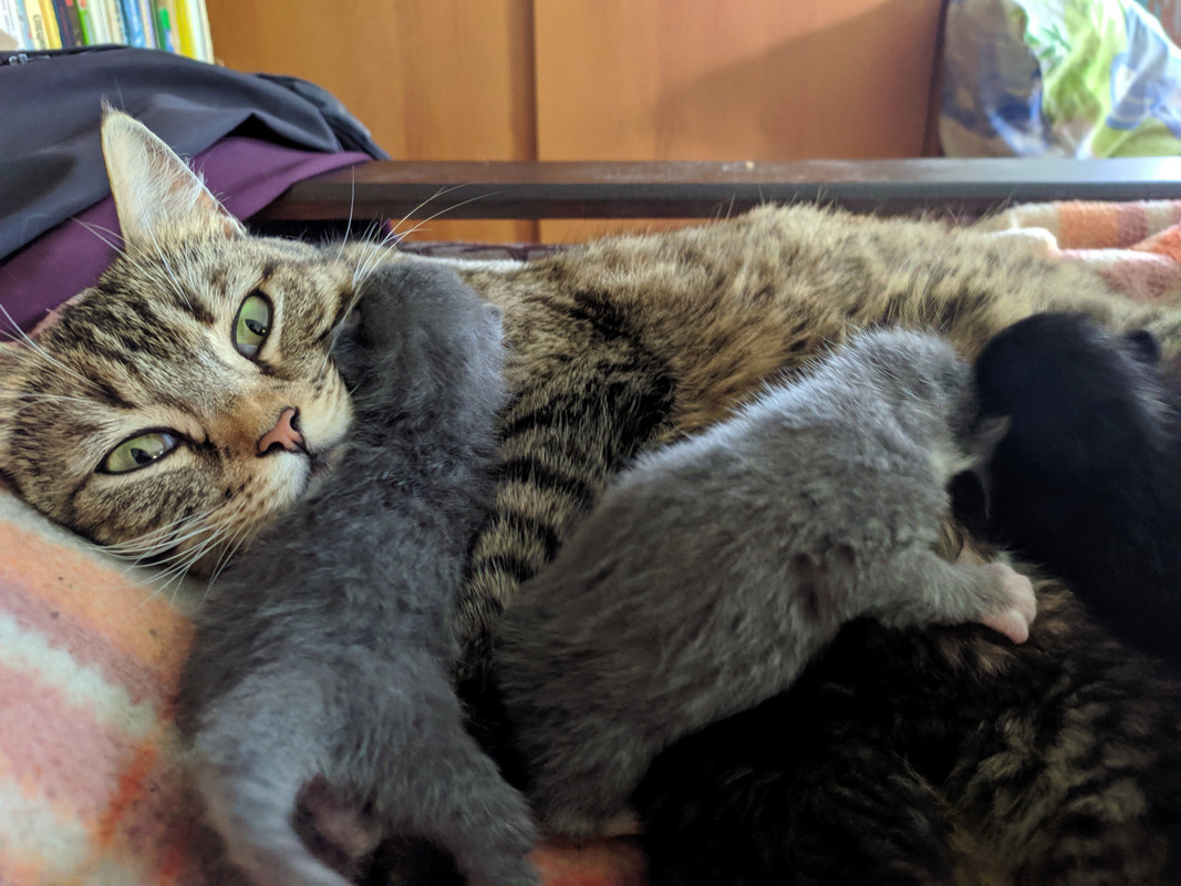 Как я родил, вырастил и пристроил 42 кота - 9 Как я родил, вырастил и пристроил 42 кота - 9