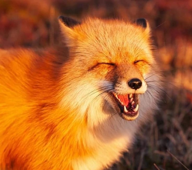 Топ нейросетей для создания и редактирования фото - 27