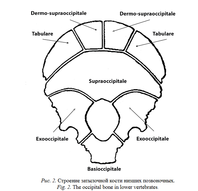 Пример прямой эволюции человека — кость инков - 4 Пример прямой эволюции человека — кость инков - 4