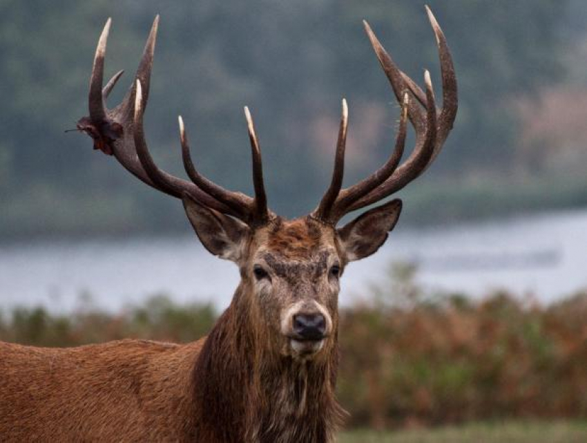 Биомимикрия: как природные структуры вдохновляют инженеров на создание новых технологий. Часть 1 - 9