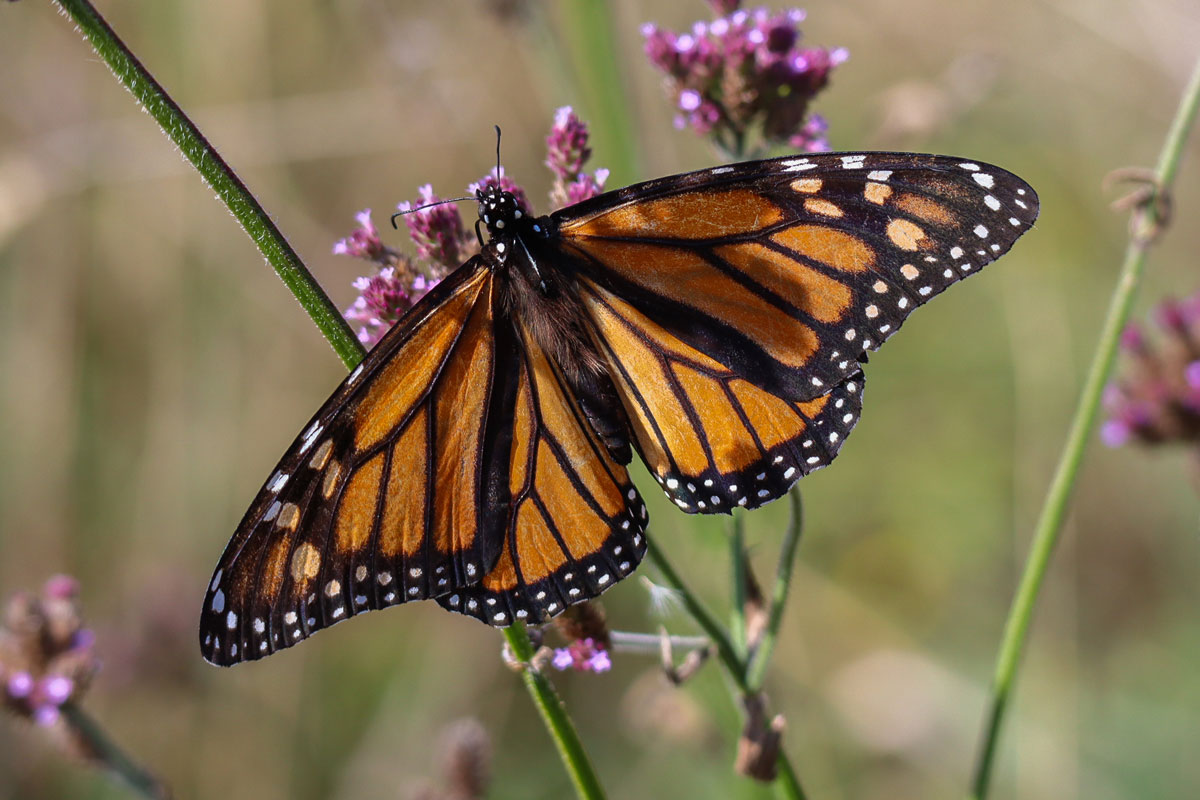 Биомимикрия: как природные структуры вдохновляют инженеров на создание новых технологий. Часть 2 - 8