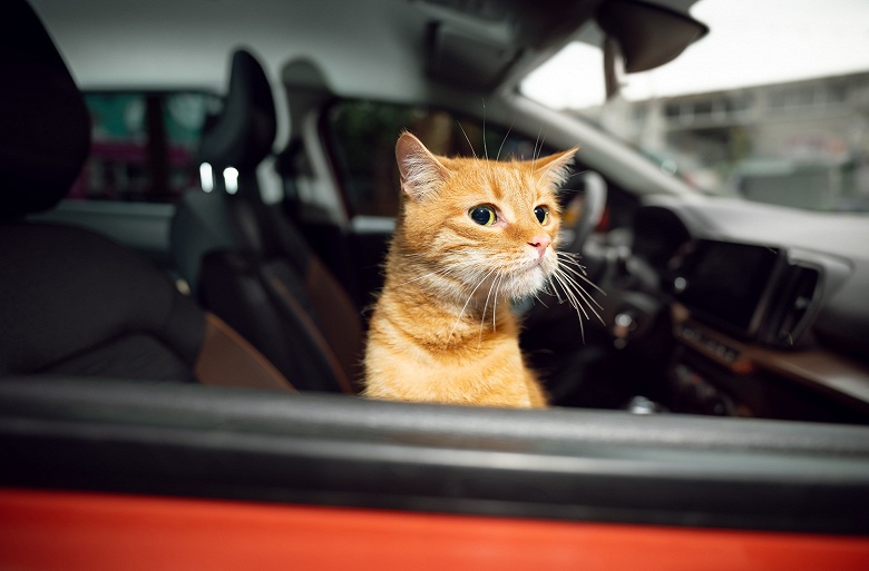 Рыжий кот стал звездой рекламы Lada Iskra