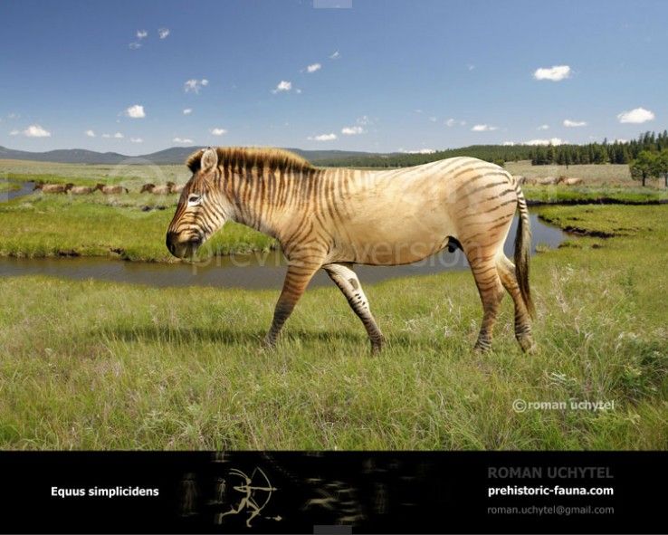 Индейцы, пеммикан и уничтожение видов бизонов и лошадей до прихода европейцев - 10