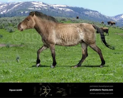 Индейцы, пеммикан и уничтожение видов бизонов и лошадей до прихода европейцев - 12