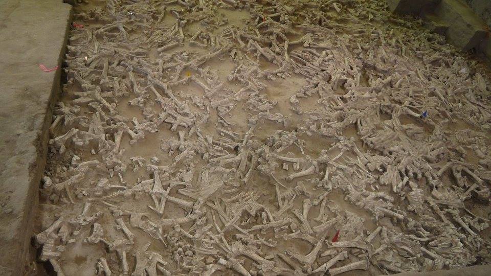 Индейцы, пеммикан и уничтожение видов бизонов и лошадей до прихода европейцев - 13