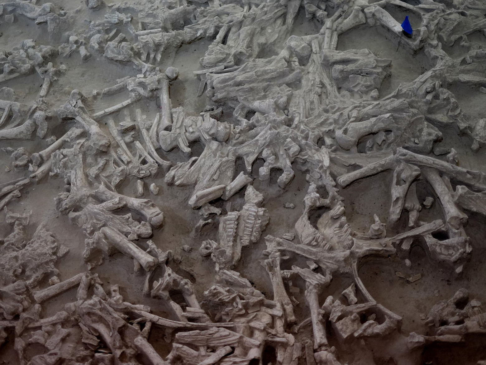 Индейцы, пеммикан и уничтожение видов бизонов и лошадей до прихода европейцев - 15