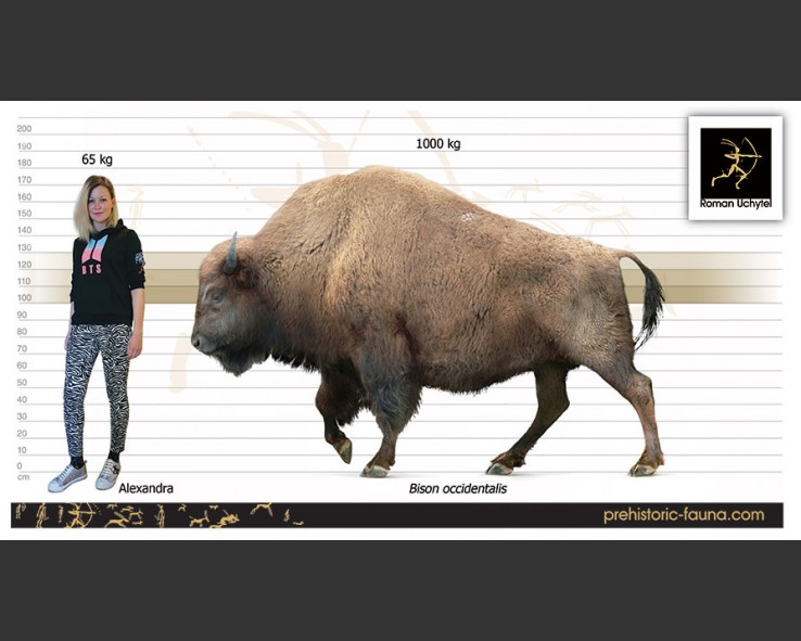 Индейцы, пеммикан и уничтожение видов бизонов и лошадей до прихода европейцев - 27