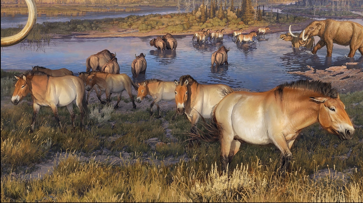 Индейцы, пеммикан и уничтожение видов бизонов и лошадей до прихода европейцев - 32