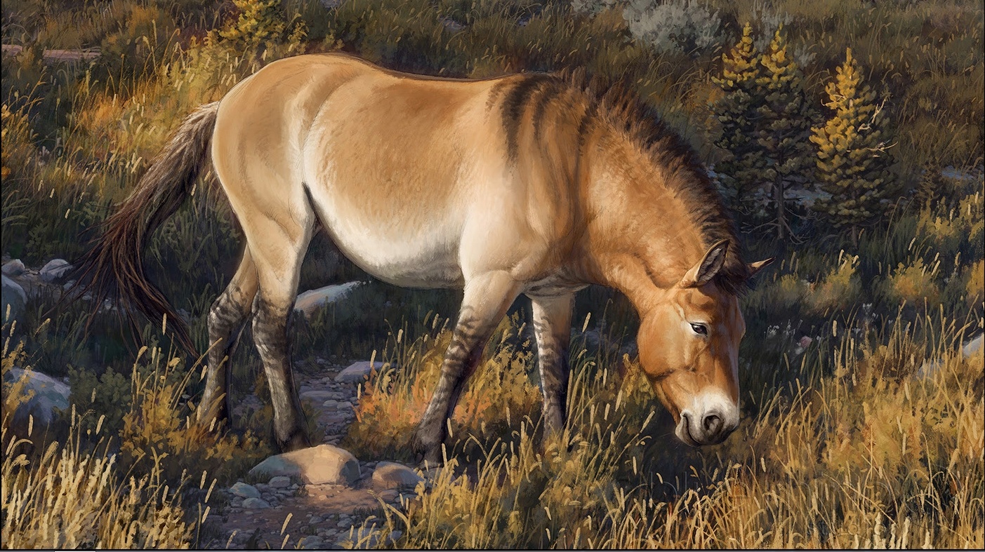 Индейцы, пеммикан и уничтожение видов бизонов и лошадей до прихода европейцев - 34