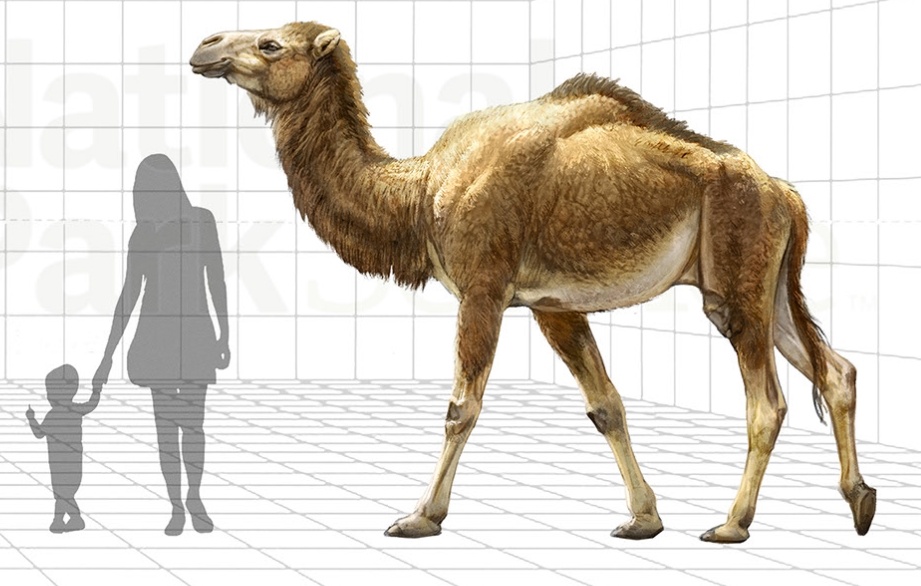 Индейцы, пеммикан и уничтожение видов бизонов и лошадей до прихода европейцев - 39