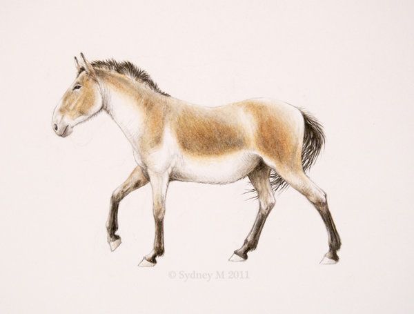 Индейцы, пеммикан и уничтожение видов бизонов и лошадей до прихода европейцев - 5