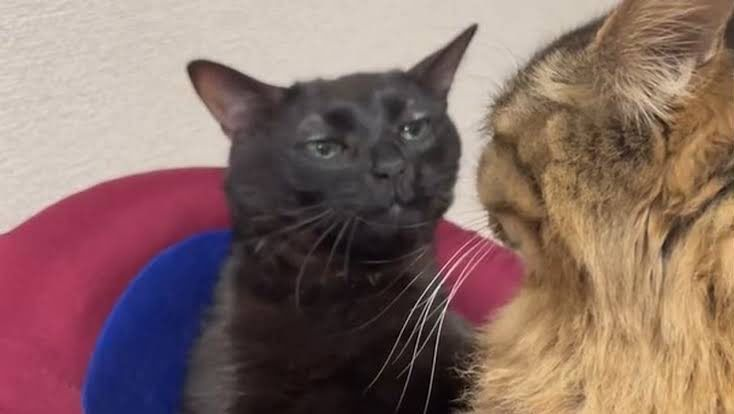 Ресурс исследователя: как проводить интервью и не поехать кукUXой - 7