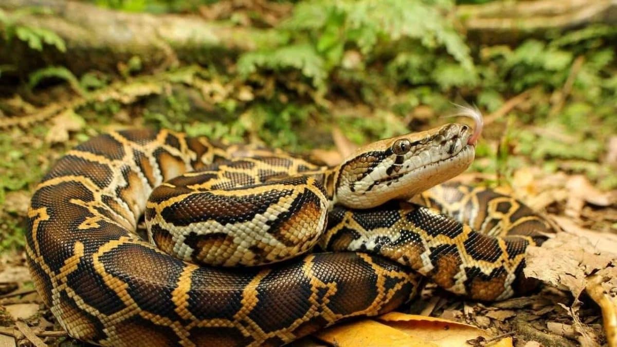 Мифы и легенды о производительности Python - 1