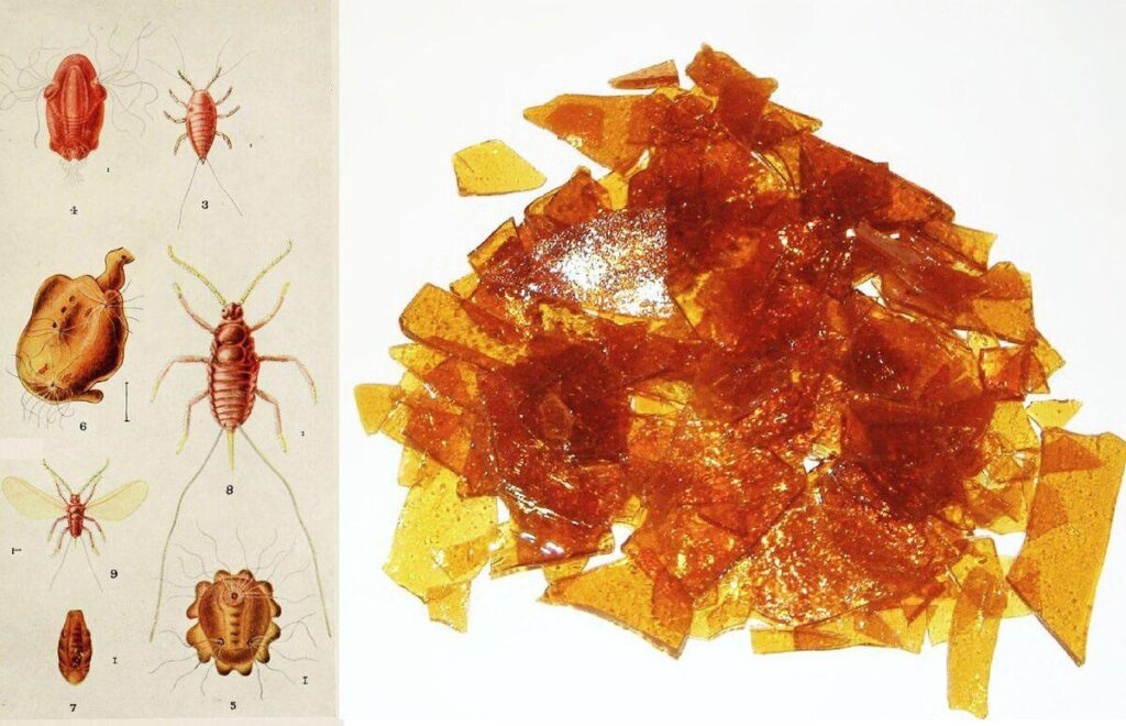 Шеллак и его производители 