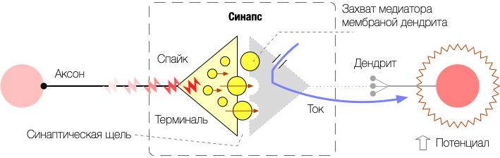 Спайк попадает на терминаль и вызывает выброс медиатора. Мембранный потенциал соседнего нейрона увеличивается