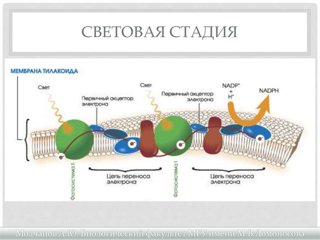 Зелёный биопанк или фотосинтез + человек=… (Guest Post) - 3