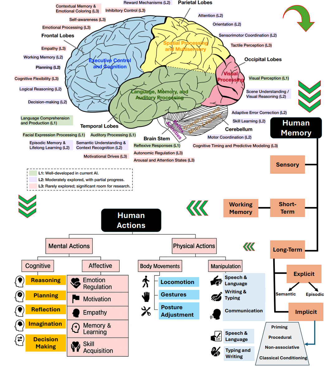 Когнитивные основы AGI: функции мозга, память, действия,  модели мира