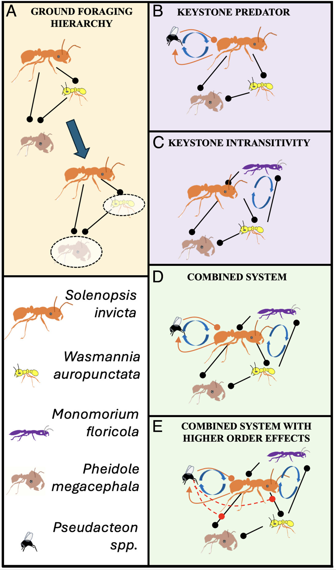 Понять хаос: сложный мир муравьев и мух - 2