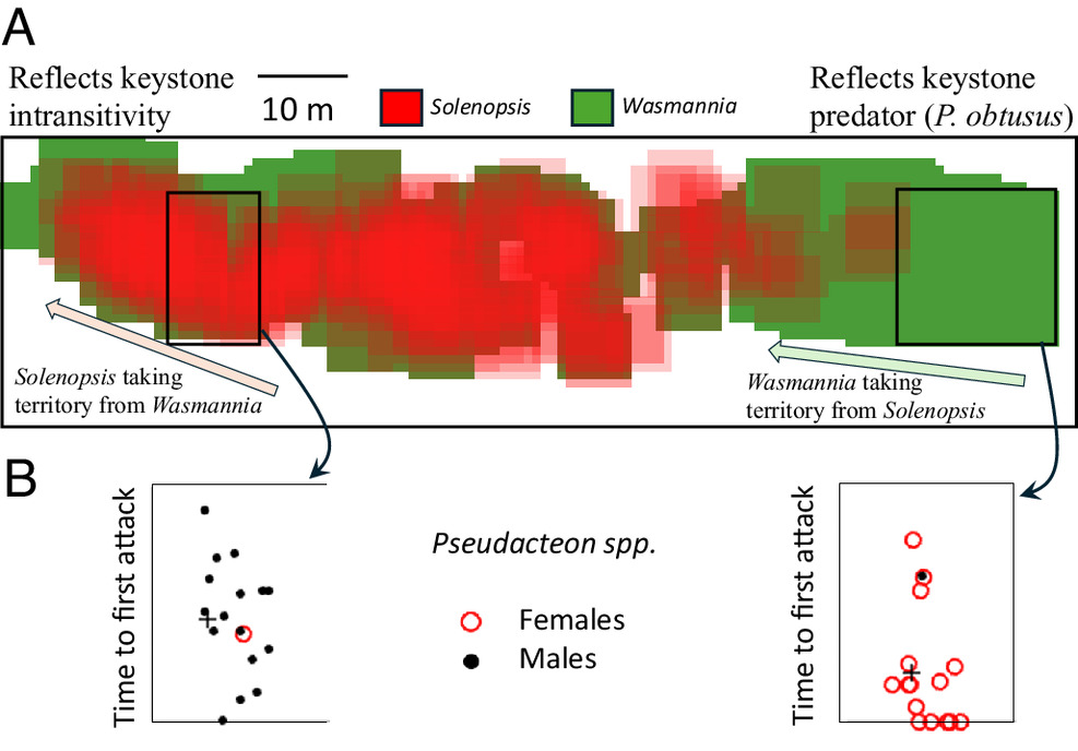 Понять хаос: сложный мир муравьев и мух - 8