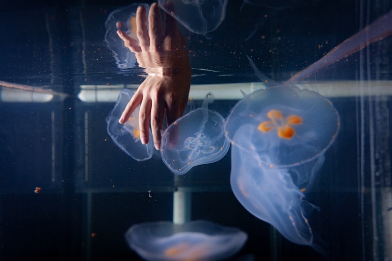 Учёные создали киборг-медуз для дешёвого мониторинга глубин океана