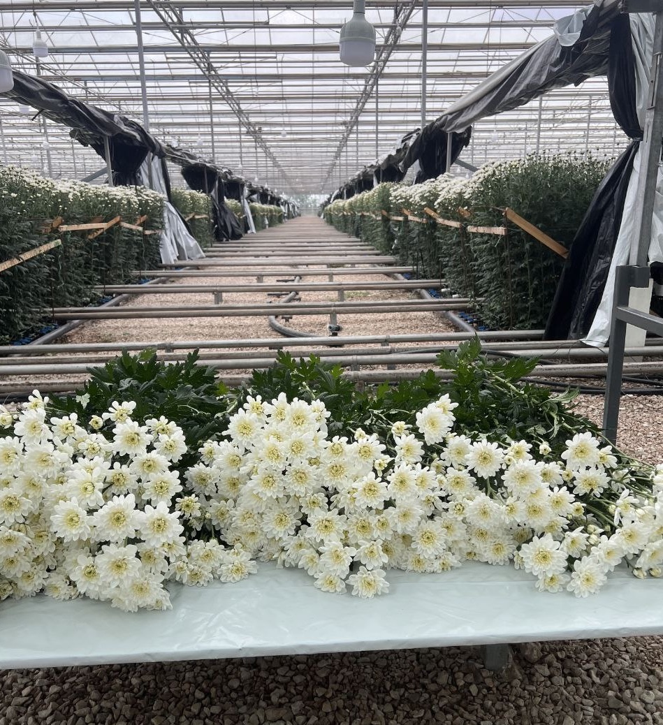 Я привез из-за границы, укрывал от солнца, чтобы заработать 11 млн за 100 дней - 11