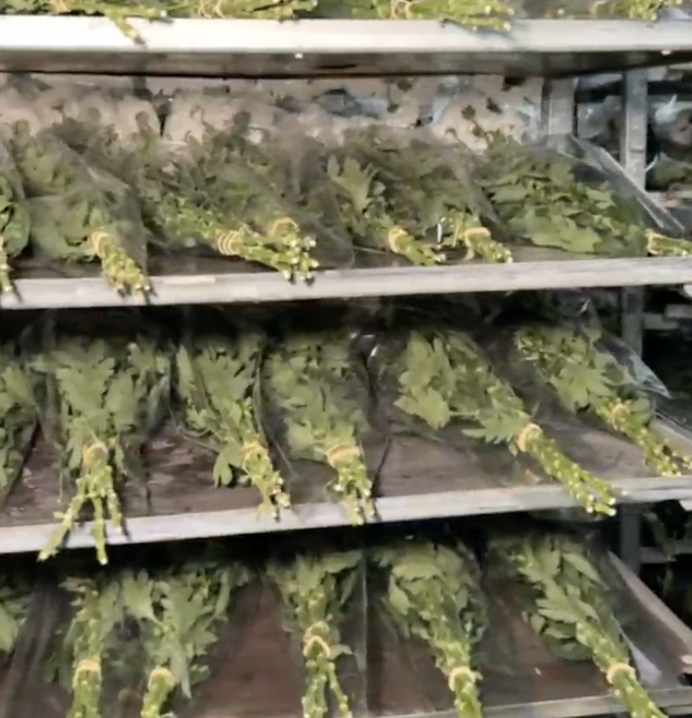 Срезанные хризантемы подсушиваем на специальных тележках для хранения и перевозки. В цветочной сфере их называют «тролли» — от английского trolley («тележка»).