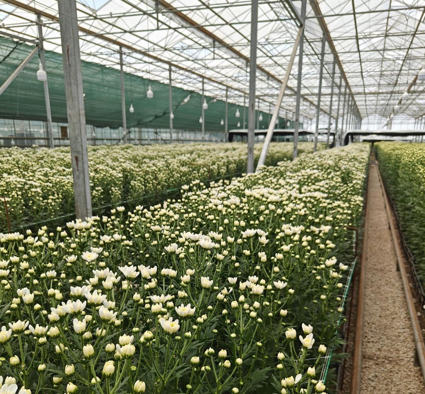 Это пышный, большой, недорогой цветок, его все любят. 